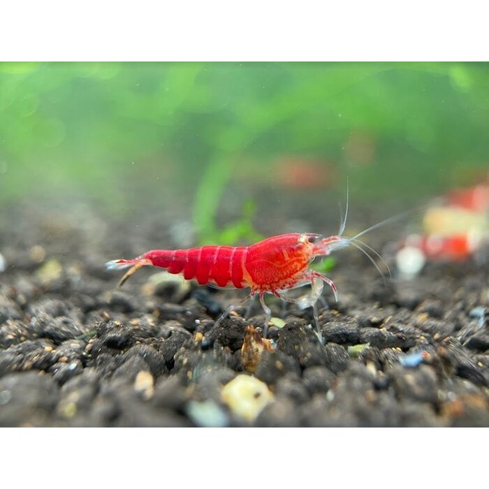 Super crystal red garnalen - groep van 10