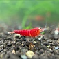 YukiShrimp Super crystal red garnelen - Gruppe von 10