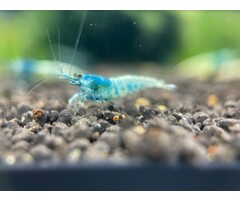 Blue bolt shrimps - group of 10