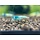 Blue bolt shrimps - group of 10