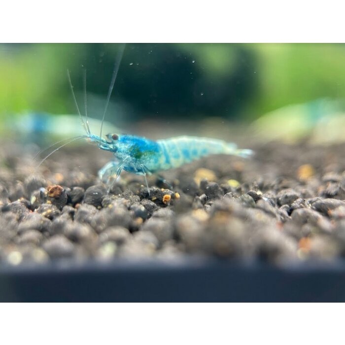 Blue bolt garnelen - Gruppe von 10