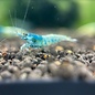 YukiShrimp Blue bolt shrimps - group of 10