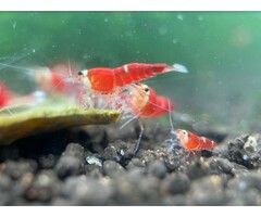 Super crystal red garnalen - groep van 10