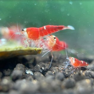 YukiShrimp Super crystal red garnelen - Gruppe von 10