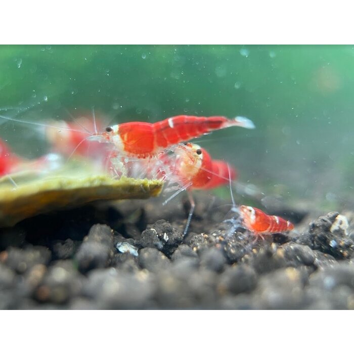 Super crystal red garnelen - Gruppe von 10