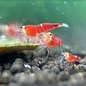 Super crystal red - group of 10