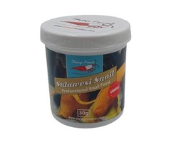 Shrimps forever Shrimps Forever Sulawesi Snail