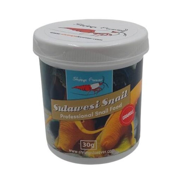 Shrimps forever Shrimps Forever Sulawesi Snail