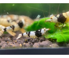 Crystal black a/s grade - group of 10