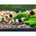 Crystal black a/s grade - Gruppe von 10