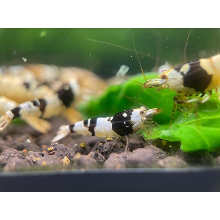 Crystal black a/s grade - Gruppe von 10