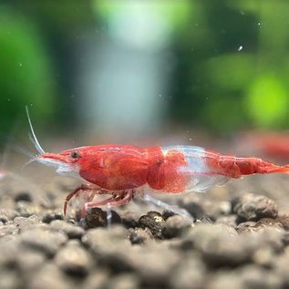 YukiShrimp Red rili garnelen - Gruppe von 10