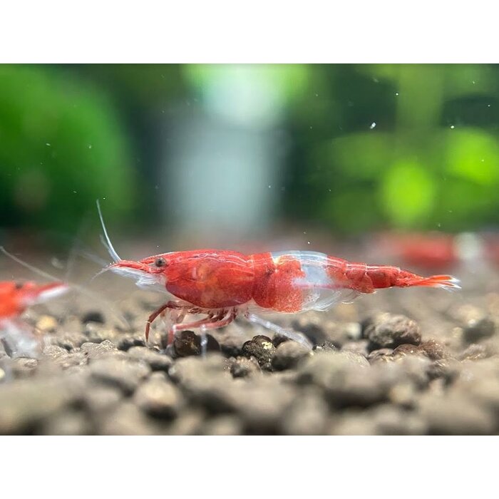 Red rili garnalen - groep van 10