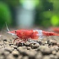 YukiShrimp Red rili garnelen - Gruppe von 10