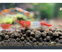 Red rili shrimp - group of 10