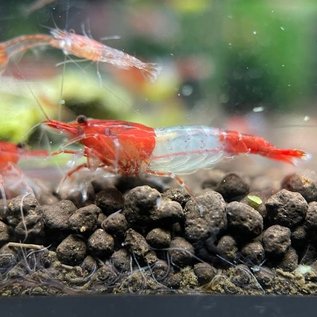 YukiShrimp Red rili shrimp - group of 10