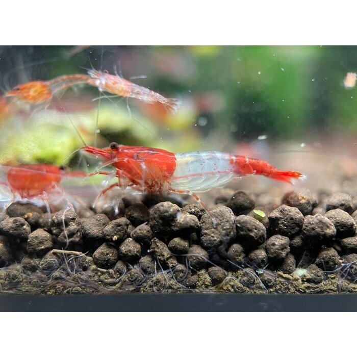 Red rili shrimp - group of 10