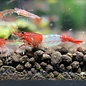 YukiShrimp Red rili garnelen - Gruppe von 10