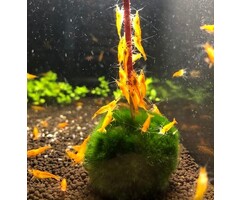 Normal gold shrimp - group of 10