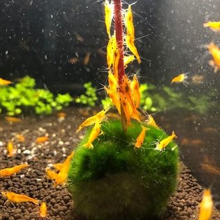 YukiShrimp Normal gold shrimp - group of 10