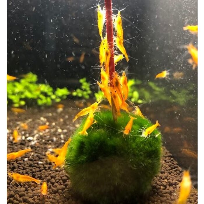 Normal gold shrimp - group of 10