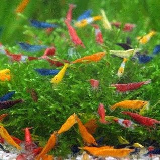 YukiShrimp Neocaridina garnelen mix - Gruppe von 10