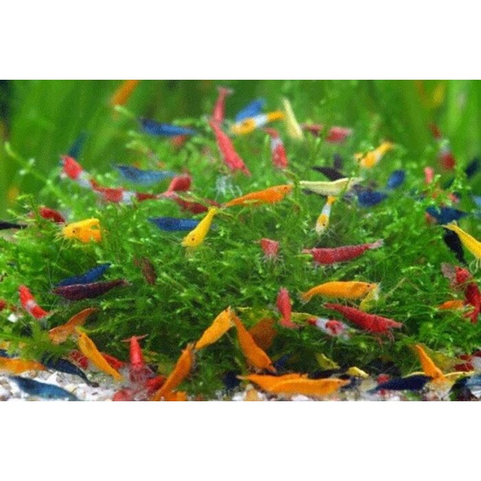 Neocaridina garnalen mix - groep van 10