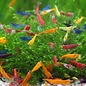 YukiShrimp Neocaridina garnalen mix - groep van 10