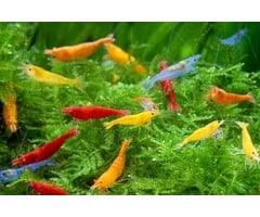 Neocaridina shrimp mix - group of 10