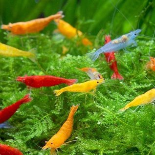 YukiShrimp Neocaridina shrimp mix - group of 10