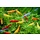 Neocaridina garnalen mix - groep van 10