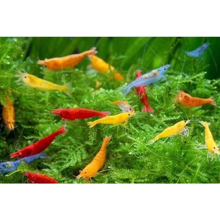 Neocaridina garnalen mix - groep van 10