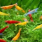 YukiShrimp Neocaridina shrimp mix - group of 10