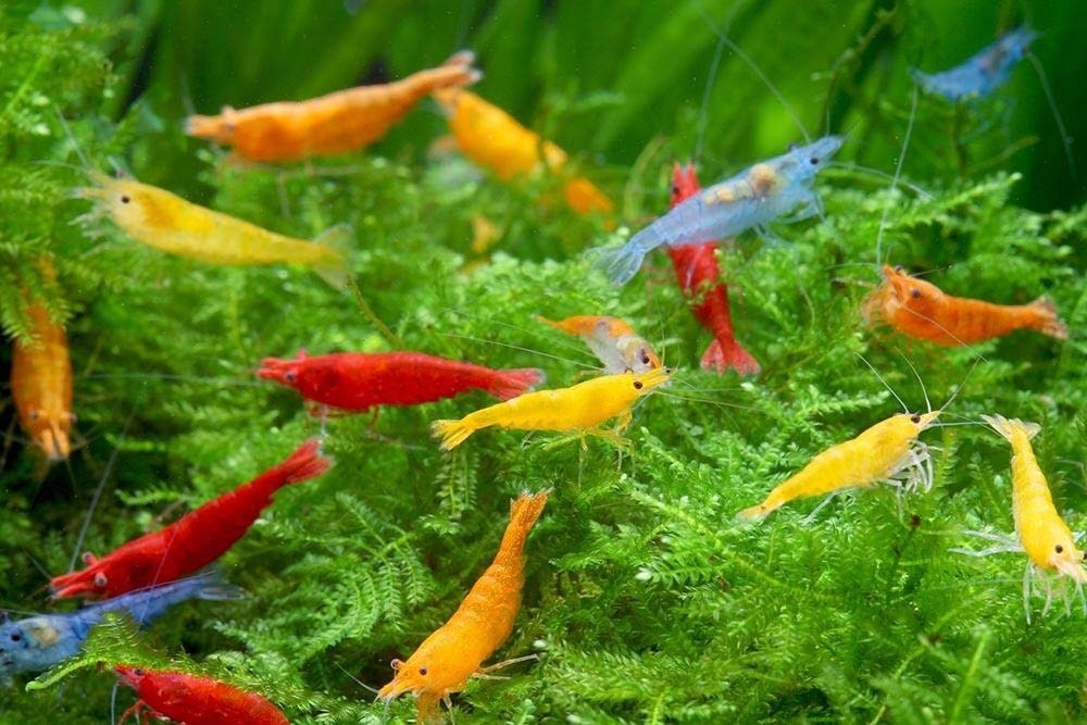 AquabreedingSkill 10 stück Garnelen - Aquarium Garnelen lebend