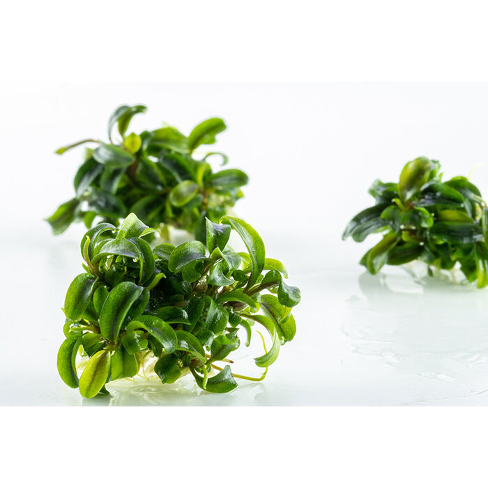 Tropica Bucephalandra 'Needle Leaf' - In vitro cup