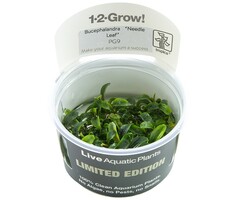Tropica Bucephalandra 'Needle Leaf' - In vitro cup