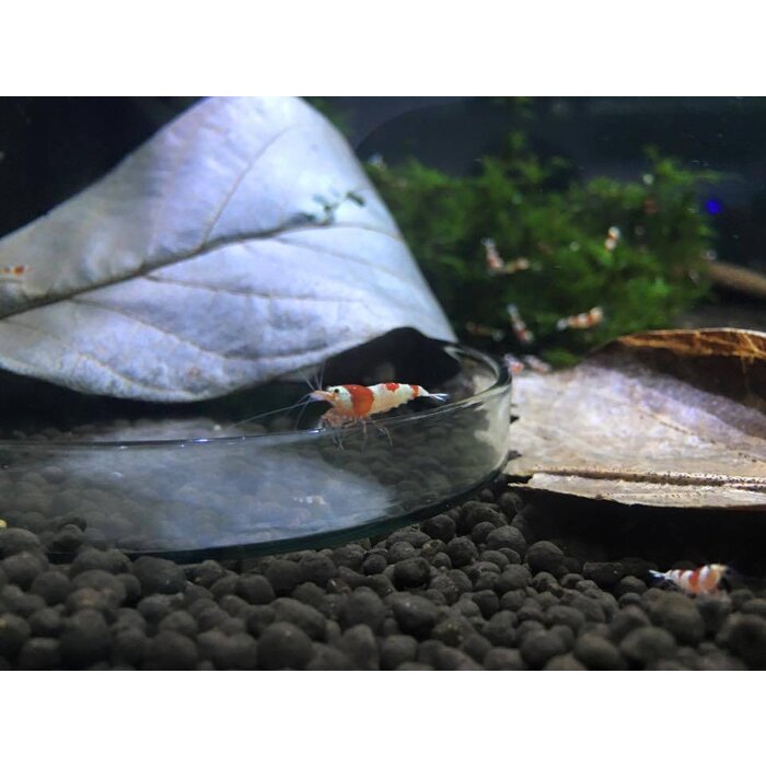 Onlineaquarium spullen Benibachi pure red line garnalen