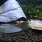 Onlineaquarium spullen Benibachi pure red line shrimp