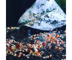 Onlineaquarium spullen Benibachi pure red line Garnelen ausgesondert