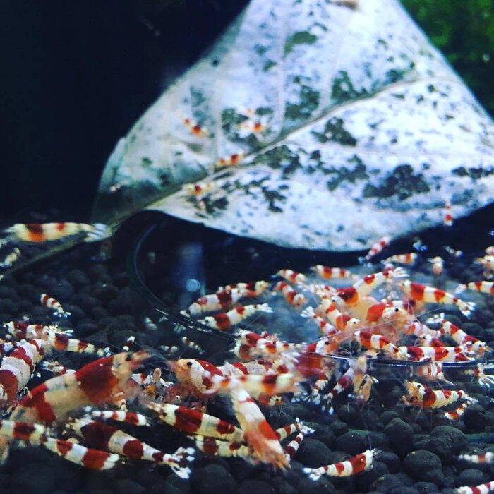 Onlineaquarium spullen Benibachi pure red line garnalen