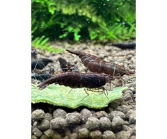 Chocolate sakura shrimp - group of 10