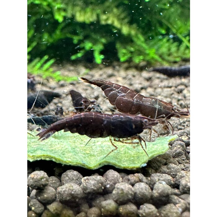 Chocolate sakura shrimp - group of 10