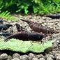 Chocolate sakura shrimp - group of 10