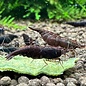 YukiShrimp Chocolate sakura shrimp - group of 10