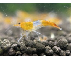 Orange rili shrimp - group of 10