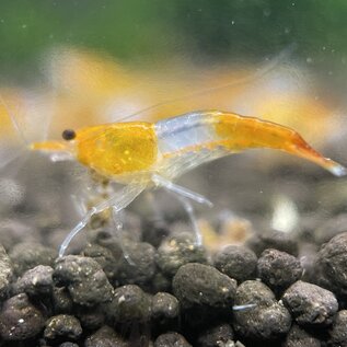 YukiShrimp Orange rili shrimp - group of 10