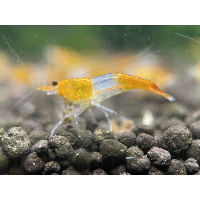 Orange rili garnelen - Gruppe von 10