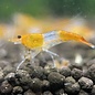 YukiShrimp Orange rili shrimp - group of 10