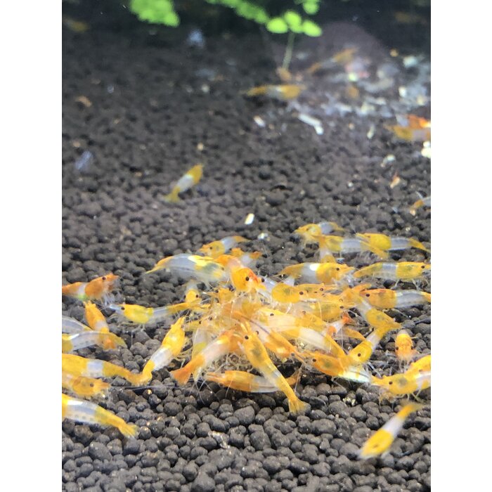 Orange rili garnelen - Gruppe von 10