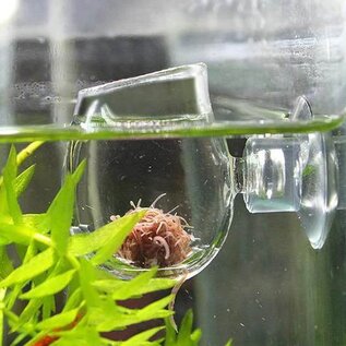 Powershrimp Powershrimp artemia feedingcup